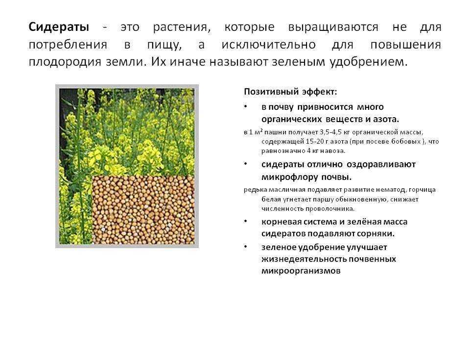 Масличная редька как сидерат: описание, когда сеять, технология возделывания, отзывы