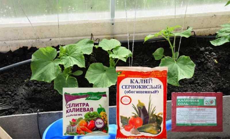 11 калийных удобрений для огурцов + рецепты подкормок