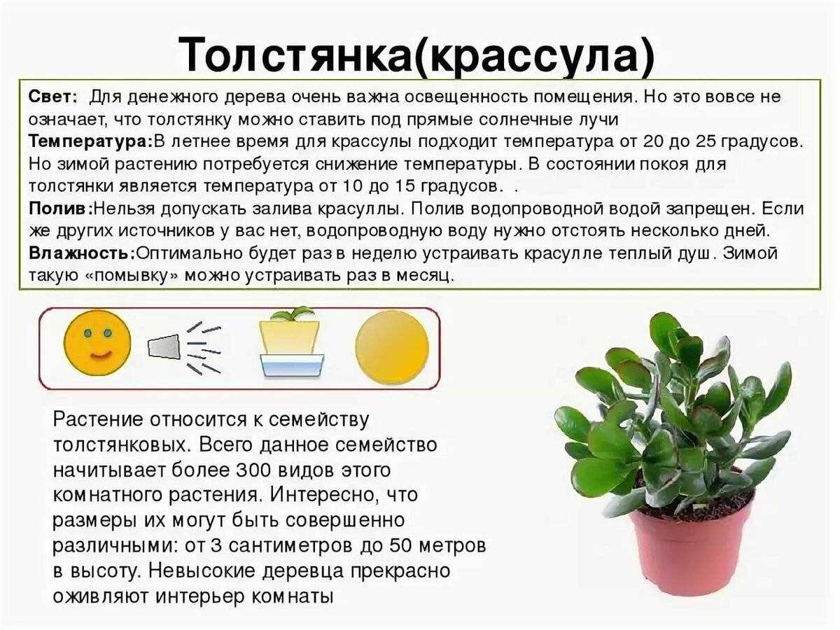 Домашняя (комнатная) герань или пеларгония — уход в домашних условиях