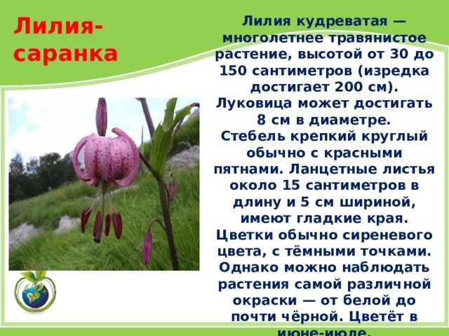 Лилии мартагон — сорта, гибриды, использование в саду