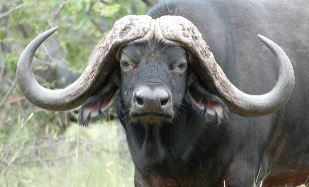 Индийский буйвол: как выглядит и чем опасен африканский бык