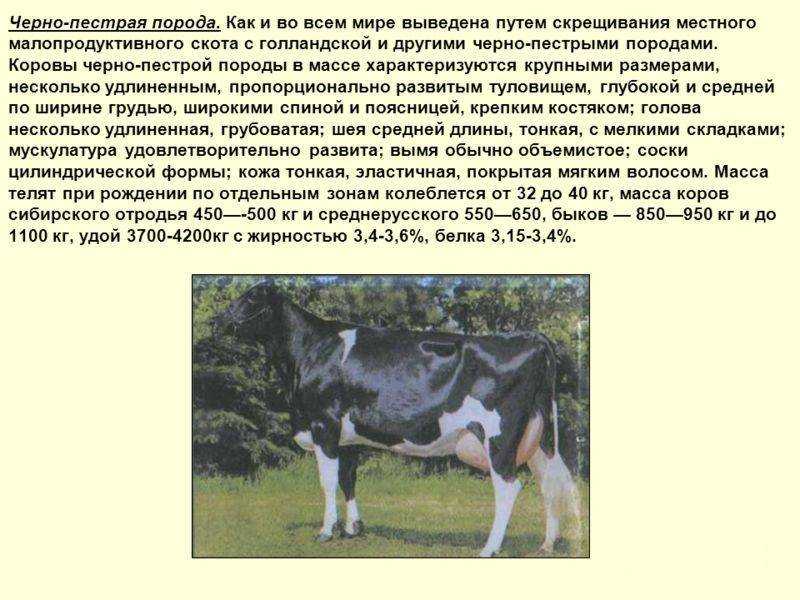 Холмогорские коровы