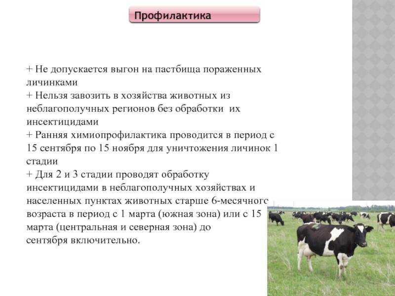 Гиподерматоз крс: симптомы и лечение, профилактические обработки