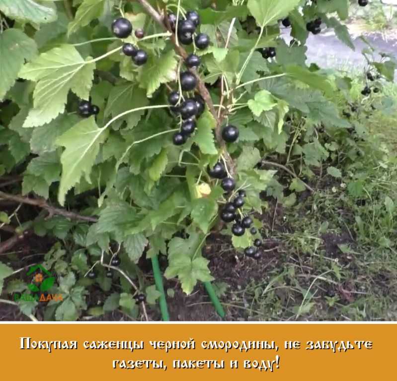Смородина селеченская 2: отзывы, фото, описание сорта, посадка и уход, выращивание и размножение, морозостойкость, урожайность