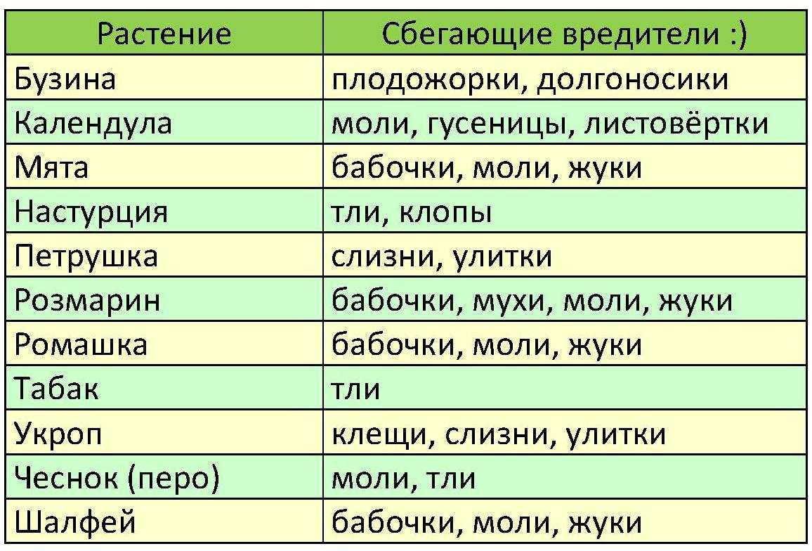 Что посадить рядом с морковью в открытом грунте на одной грядке