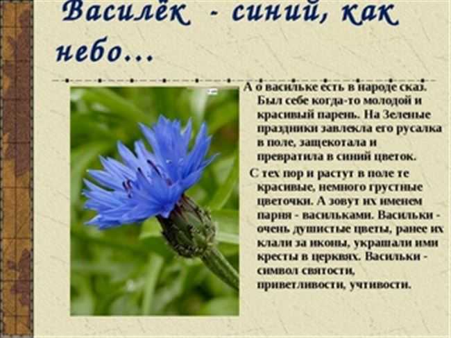 Ботаническое описание василька синего, название по латыни, характеристики