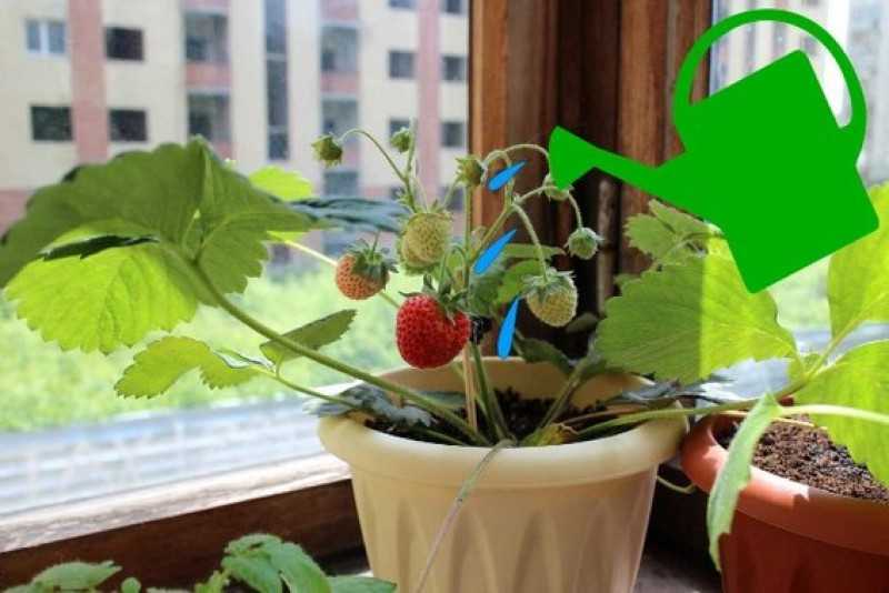 Выращивание клубники круглый год в домашних условиях