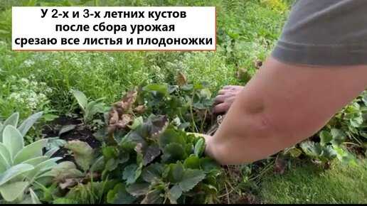 Птичий помет как удобрение: как применять в качестве подкормки, как приготовить настой, дозировка, как пользоваться навозом птиц в огороде весной и осенью?
