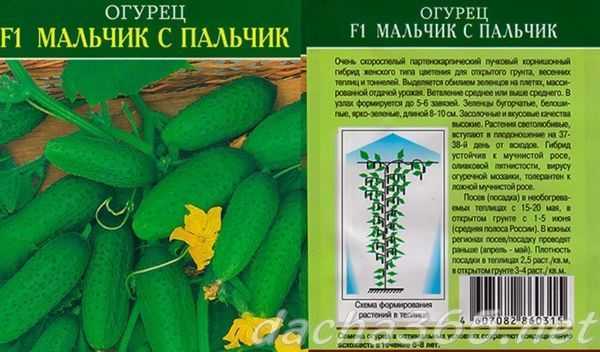 Лучшие сорта огурцов для открытого грунта средней полосы, самоопыляемые