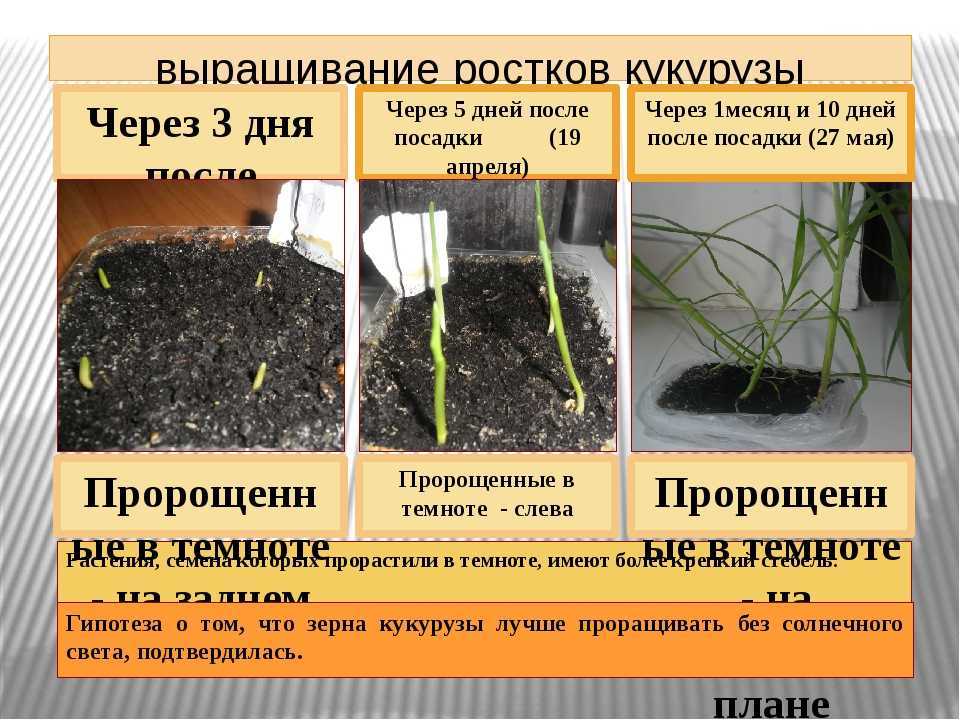 Морковь не взошла: что делать, почему не всходит, через сколько дней должна