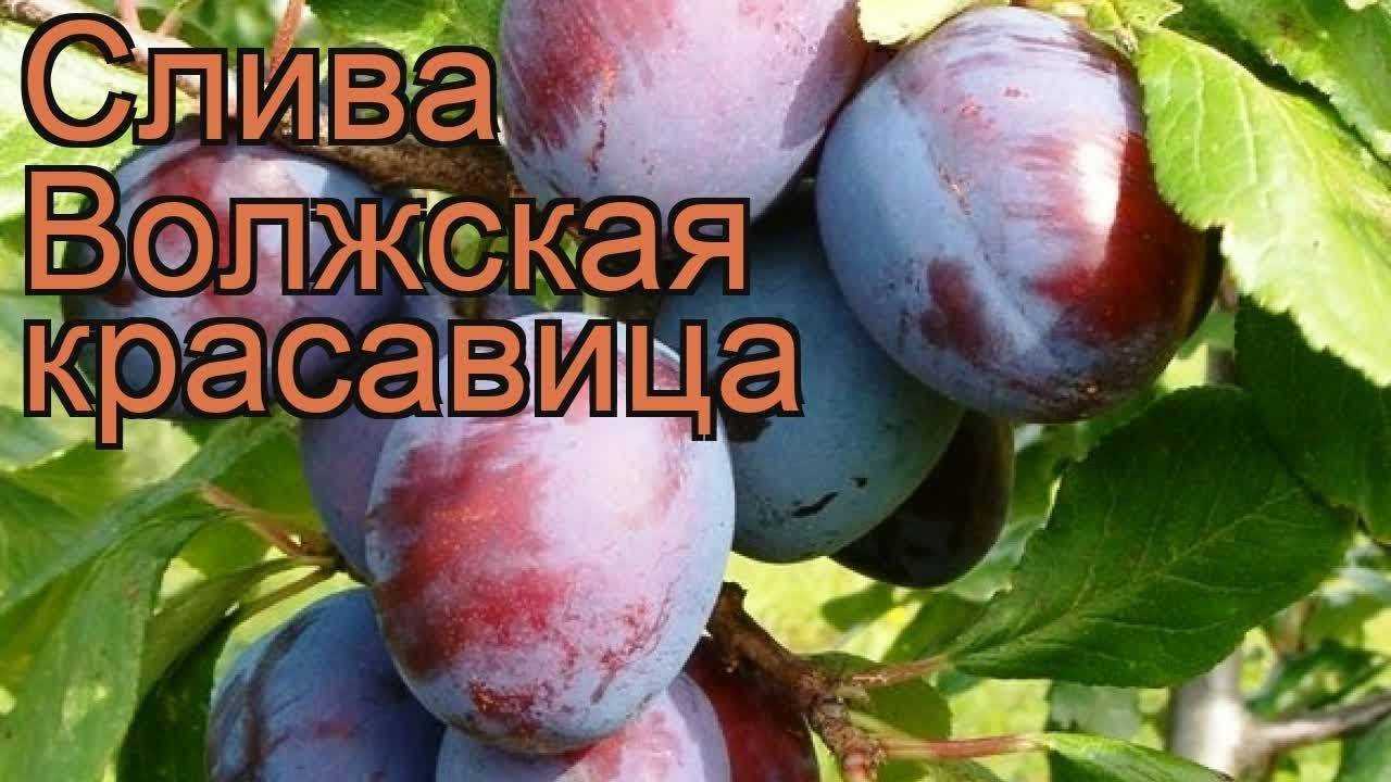 Слива Красавица Описание Сорта Фото Отзывы