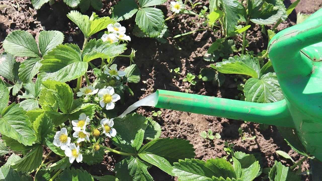 Садовая клубника: посадка и уход, описание выращивания, обрезка, размножение, фото