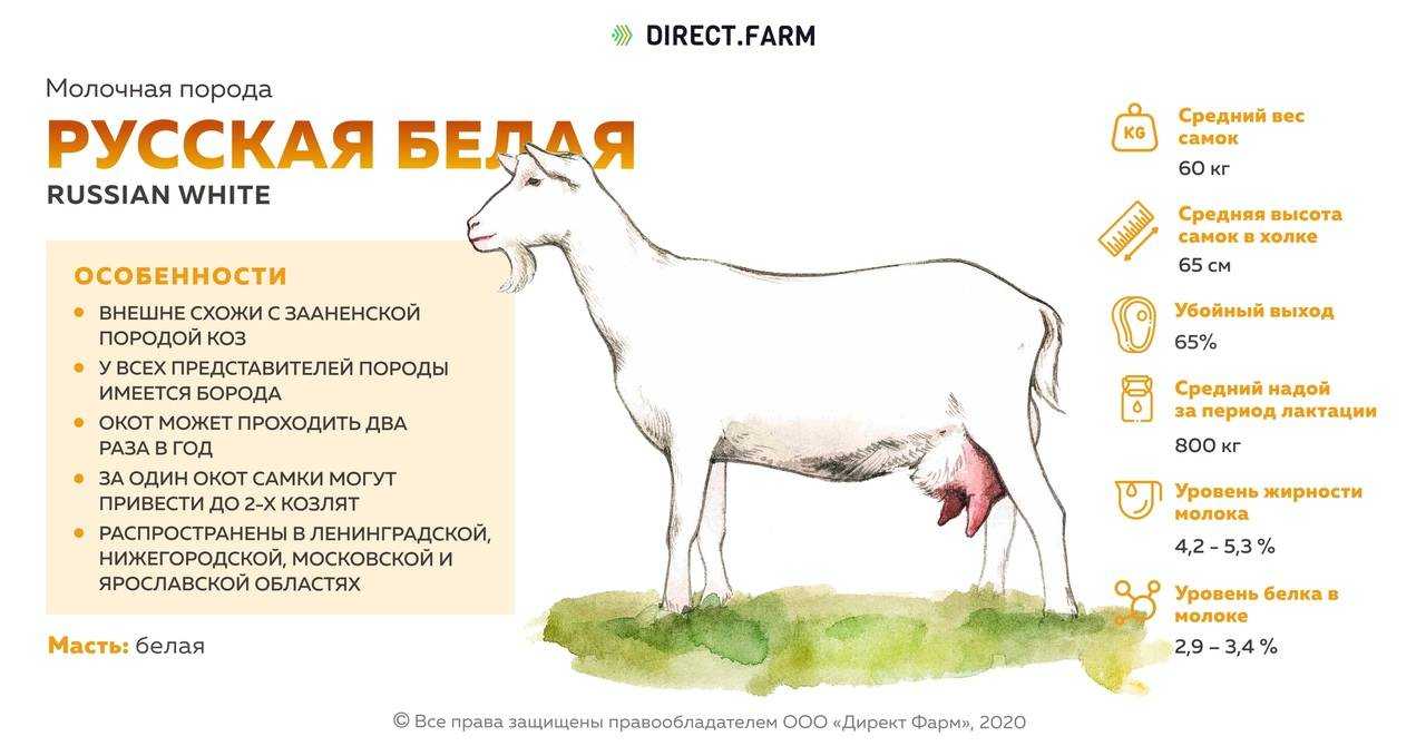 Англо-нубийские козы ? : важные особенности содержания и ухода, а также разведения