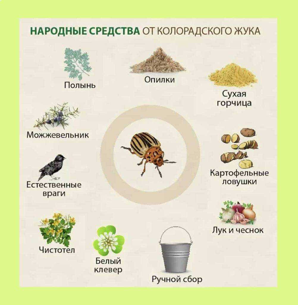 Горчица на даче: реальная польза или большой вред?