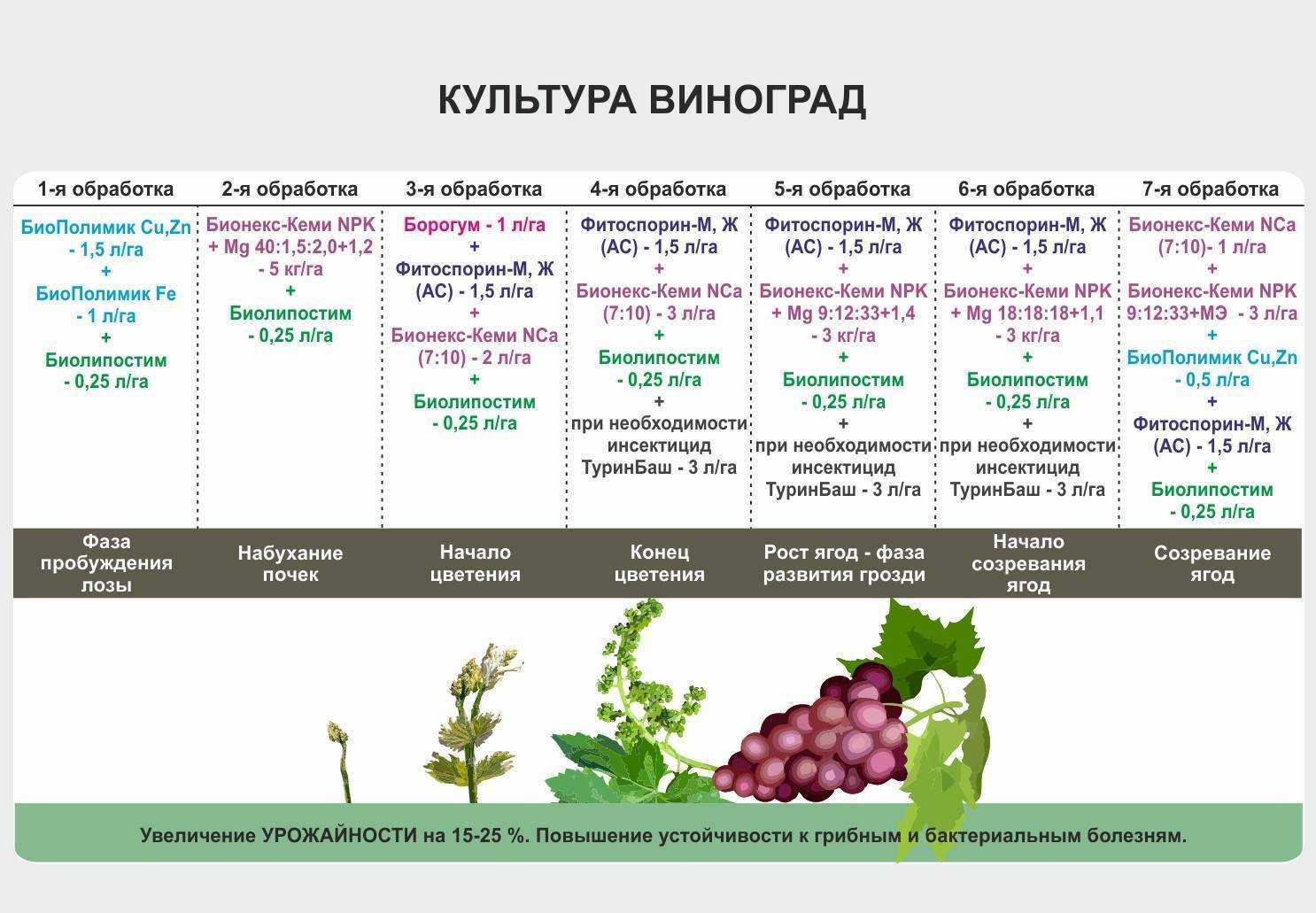 Черешня: какие сорта выбирают опытные садоводы - onwomen.ru