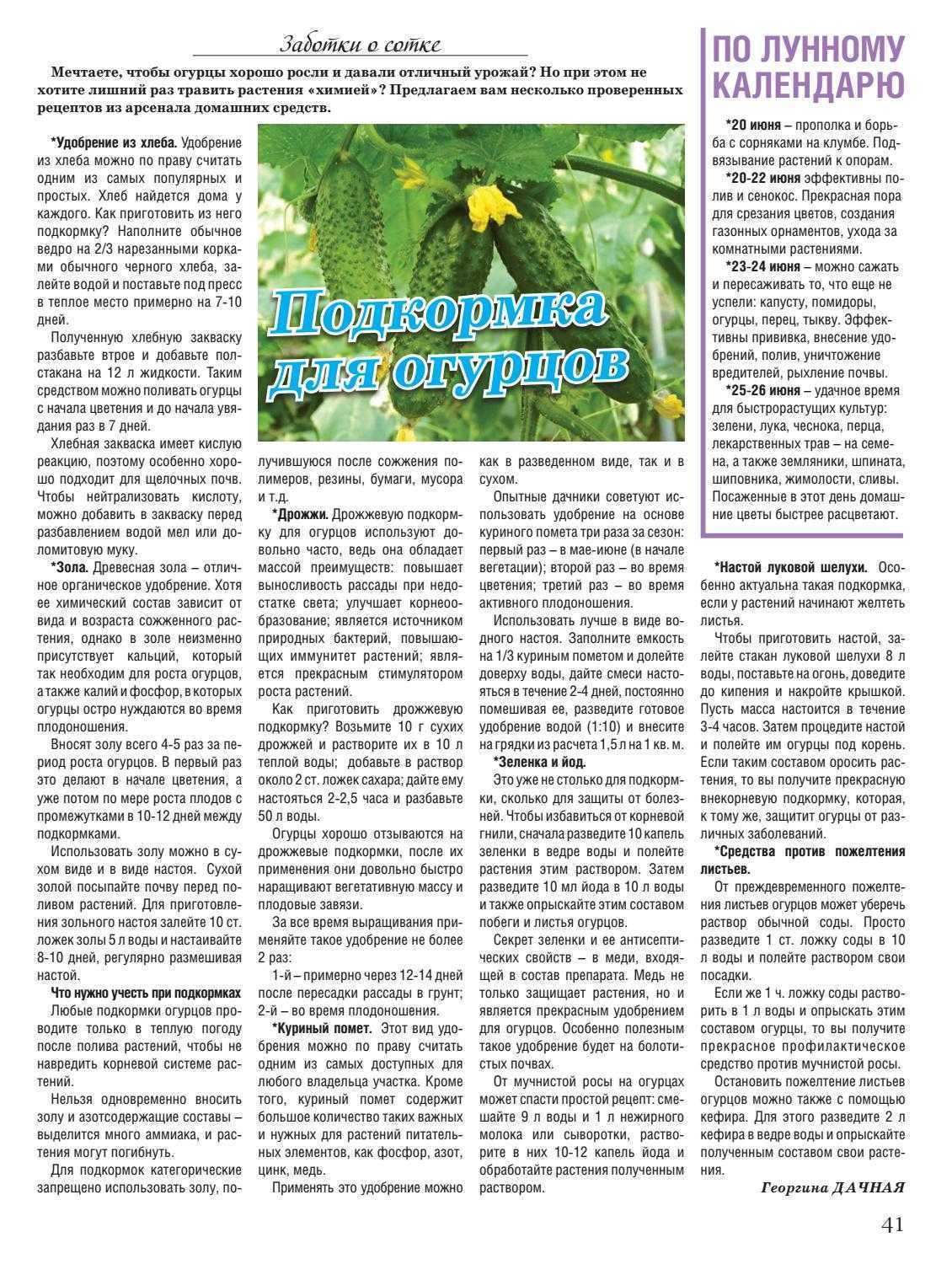 Подкормка помидоров дрожжами: рецепты с золой, с сахаром