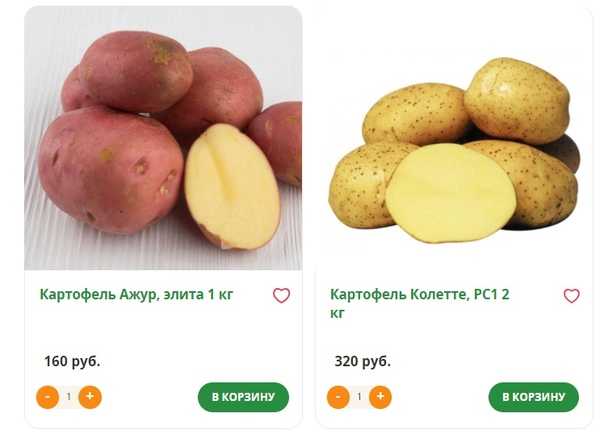 Картофель ажур: описание сорта, фото, отзывы, характеристика