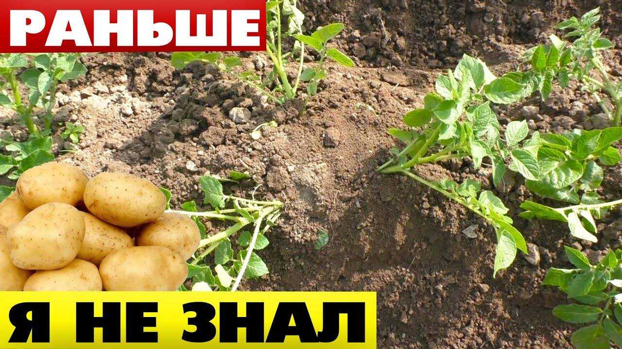 Зачем окучивать картофель – обязательно ли это делать