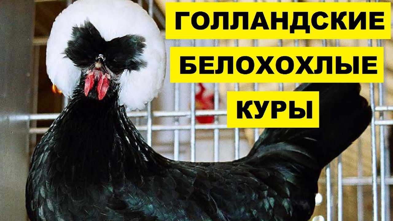 О курах голландских: характеристики породы, разведение, содержание поголовья