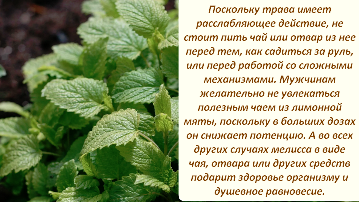 Отличия мяты и мелиссы. сравнение полезных свойств и внешнего вида
