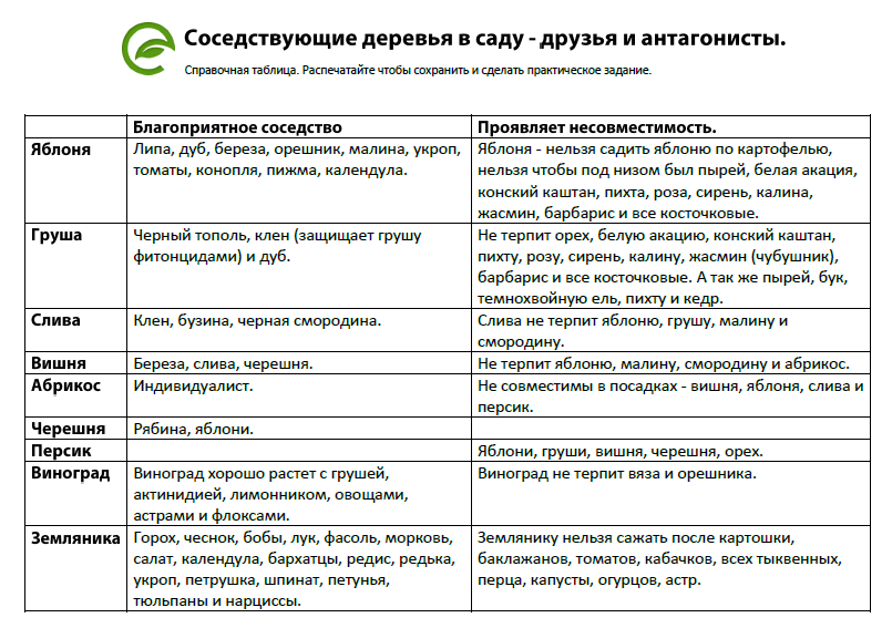Что можно сажать рядом с грушей, а что нельзя: совместимость с яблоней, вишней, черешней и другими культурами - onwomen.ru