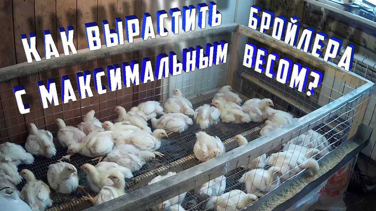 Чем поить маленьких цыплят