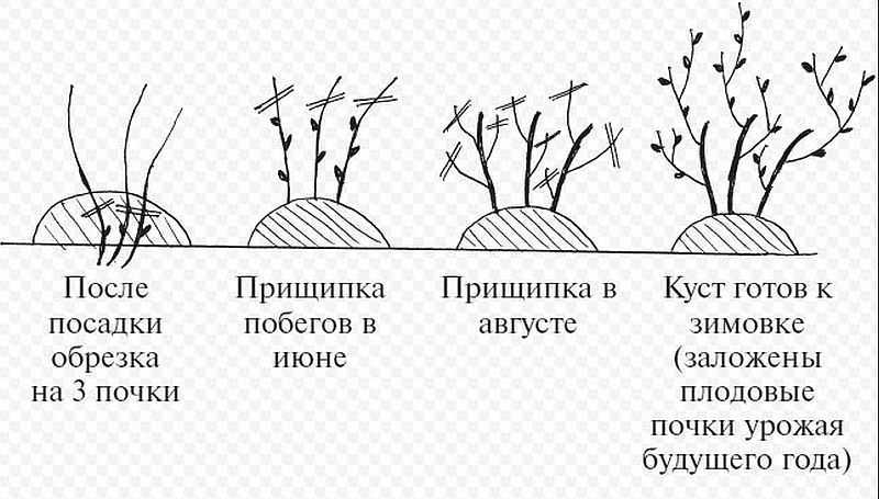 Подкормка смородины: нужно ли подкармливать кусты черного сорта после сбора урожая и чем; осенью это делать или летом; удобрять ли весной во время цветения