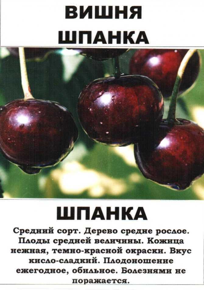 Вишня сорт щедрая описание и характеристики выращивание и уход с фото