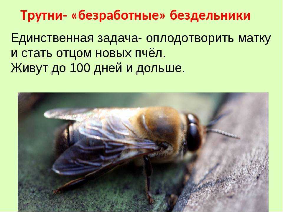 Кто такой трутень, каково его предназначение в пчелиной семье