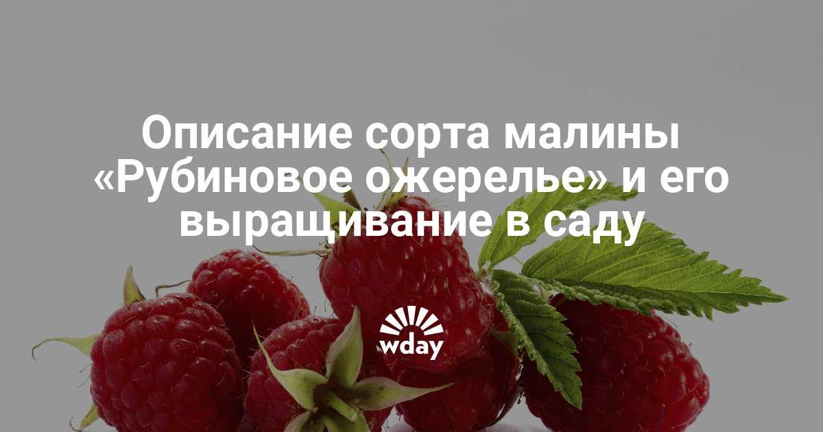 Малина сорт рубиновое ожерелье - описание, посадка, уход, отзывы