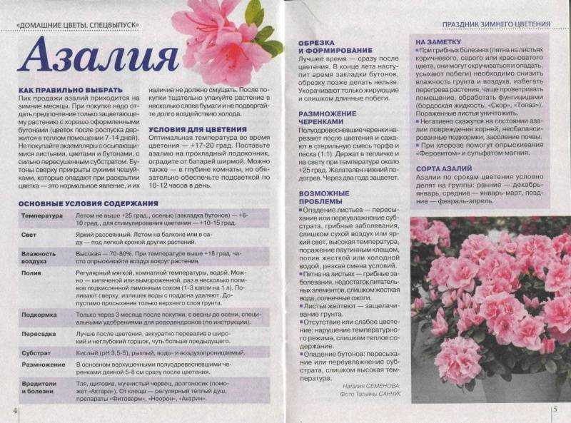 Азалия японская (рододендрон): посадка и уход, фото и укрытие на зиму