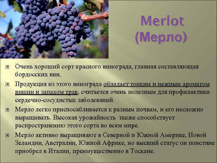 О винограде Мерло: описание и характеристики сорта, посадка и уход