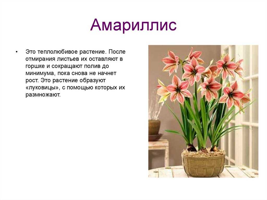 Комнатные луковичные