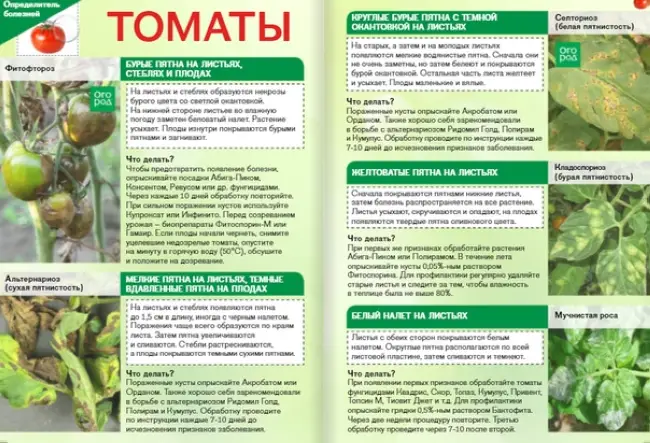 Мучнистая роса на яблоне: причины и симптомы, как бороться, лечение и чем обработать