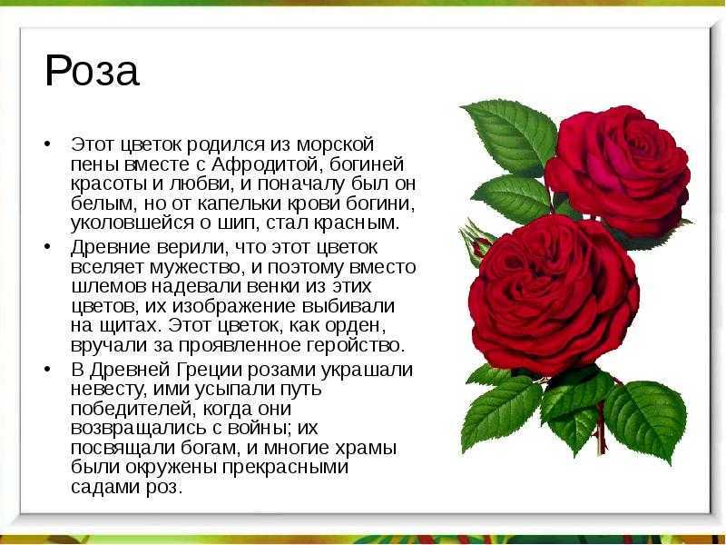 О белых и красных голландских розах: описание и характеристики сортовых растений