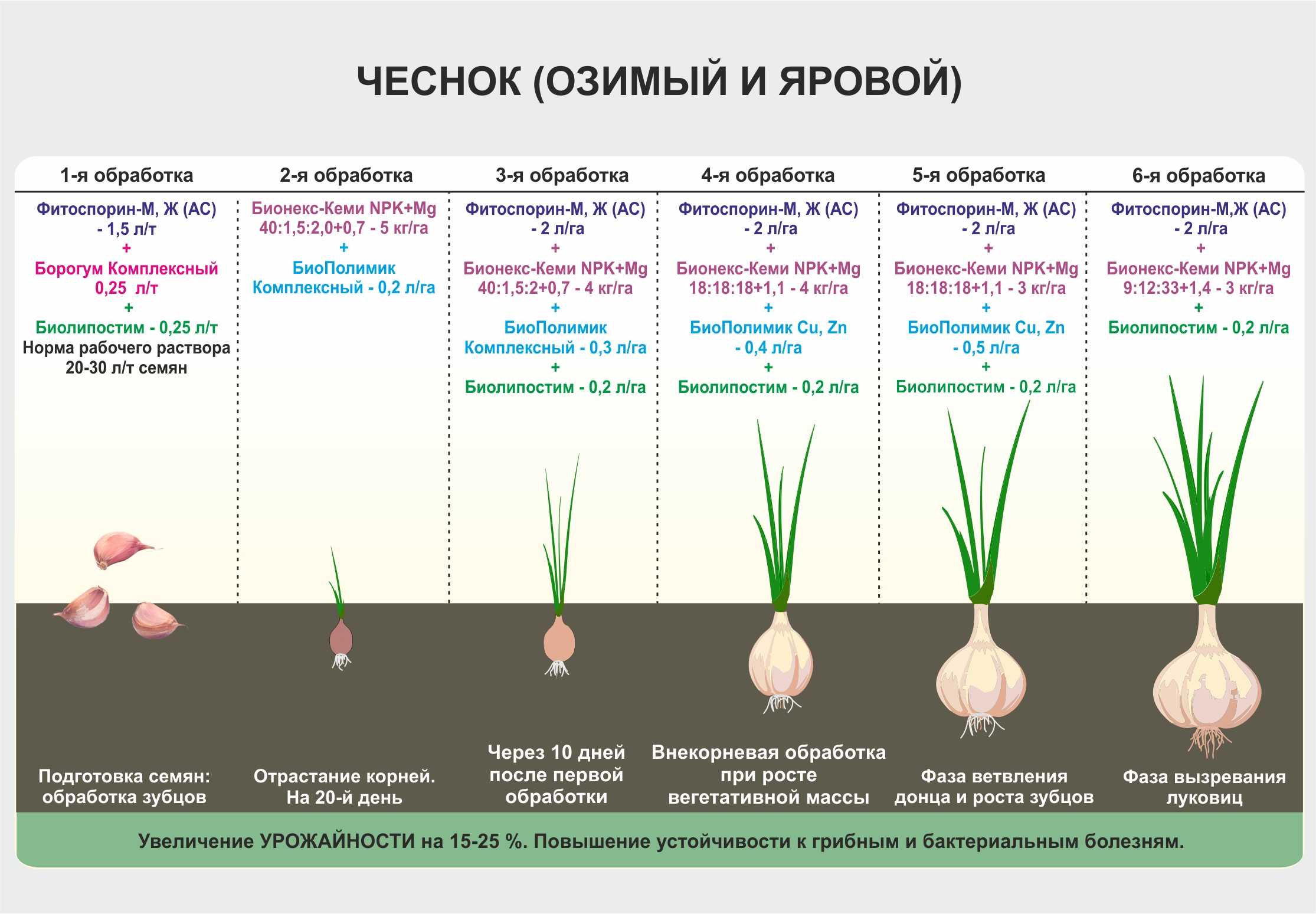 Сроки посадки тыквы в открытом грунте
