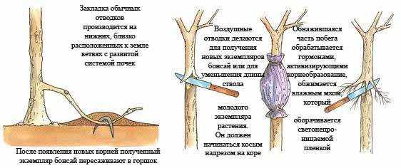 Размножение груши черенками и отводками