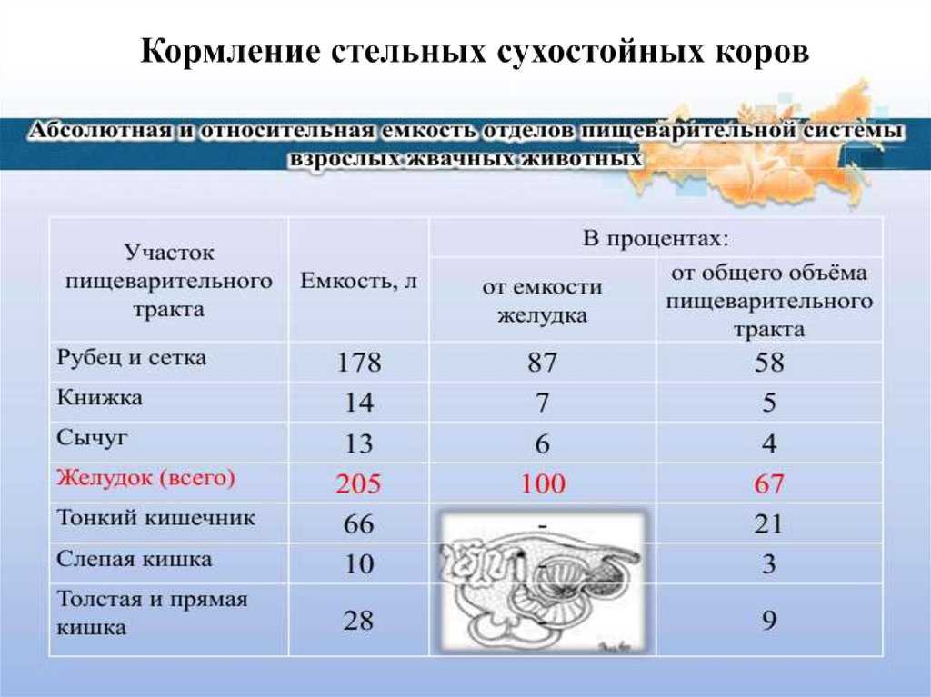 Как и чем кормить корову: сколько сена и комбикорма нужно на зиму, в год, в день, в сутки, чтобы крс съедал все — рацион кормления молочного направления для удоев