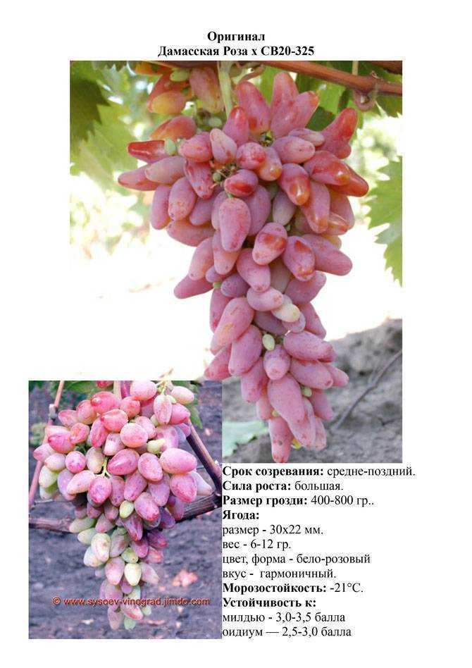 Виноград страшенский