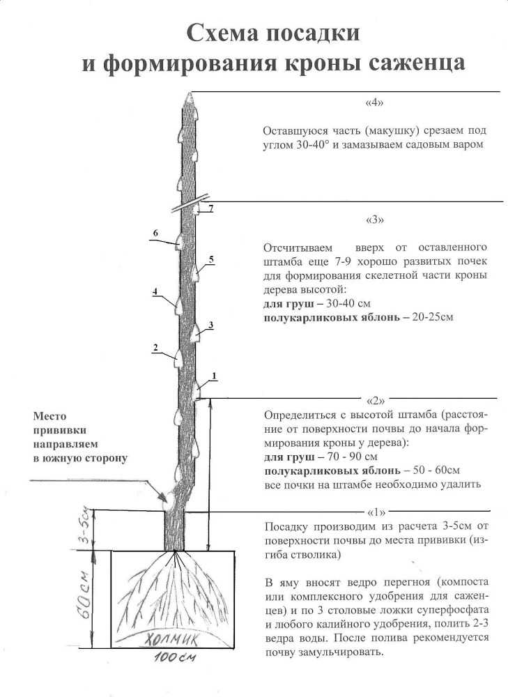 Лучшие сорта абрикоса для подмосковья