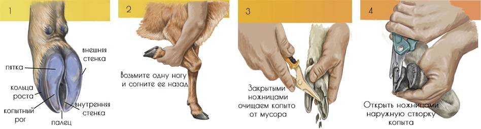 Мокрец у коровы признаки и лечение