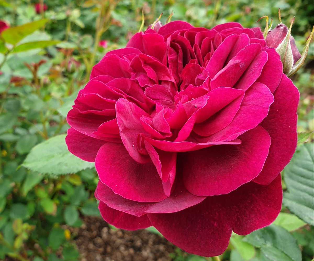Розы дэвида остина моя любимица darcey bussell: фото
