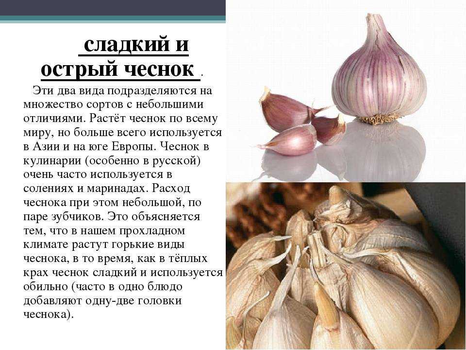 Чеснок: сорта и виды с названиями и описанием, какой лучше с фото