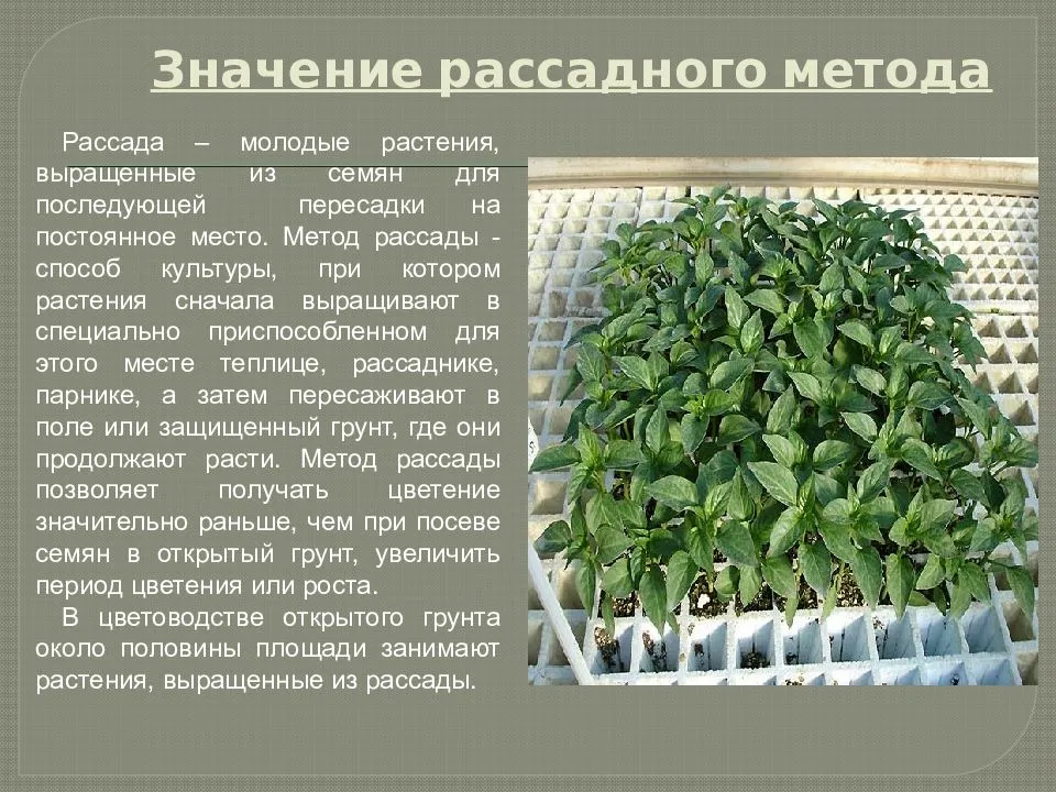 Выращивание петунии из семян в домашних условиях: хитрости посева на рассаду и посадка, также как сажать и вырастить, что делать дальше, когда взошли, как выглядят?