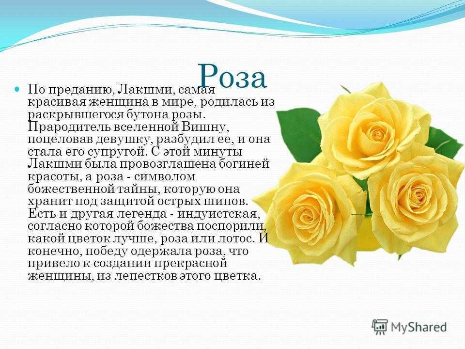 Всё о розах: виды, основные правила выращивания и ухода