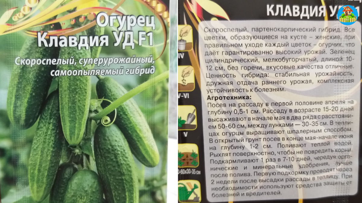 Огурцы клавдия f1: характеристика и описание сорта с фото, особенности выращивания и ухода