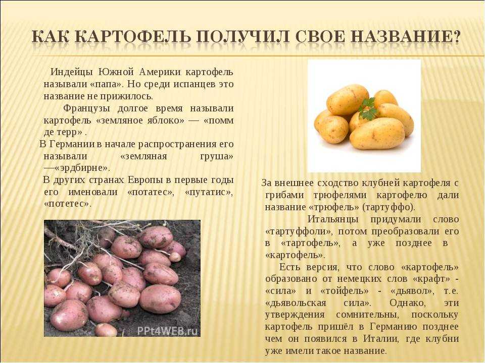Картофель мемфис (memphis) | сорта картофеля