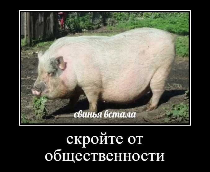 Почему поросята не встают на ноги | знай ферму | дзен