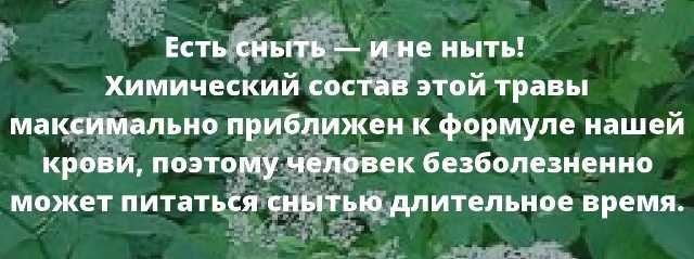 🍀 трава сныть — полезные, лечебные свойства, рецепты приготовления и как определить растение