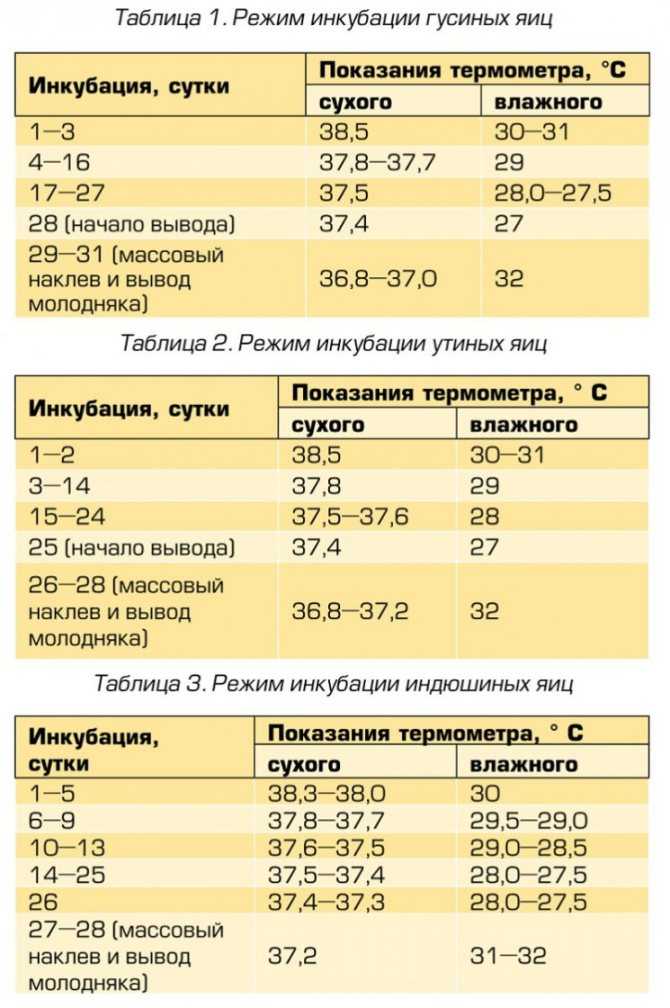Правила инкубации куриных яиц в домашних условиях: режимы и температура, таблицы